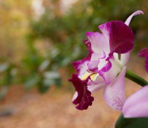 Cattleya Llory Ann