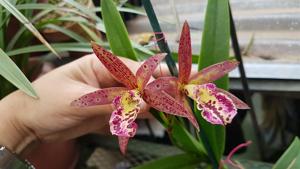 Brassocattleya Rustic Spots