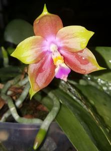 Phalaenopsis Zheng Min Lavender