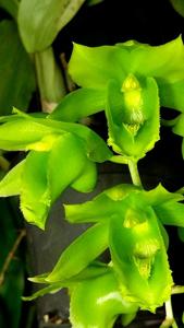 Clowesetum Black Jade