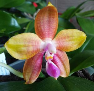 Phalaenopsis Josephine Cagas Ramon