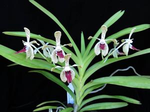 Vanda Paki