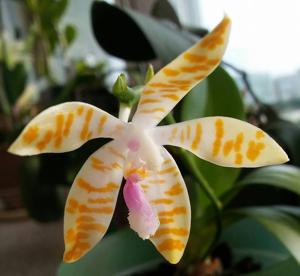 Phalaenopsis Li Sun High