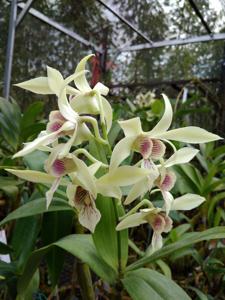 Dendrobium Truly Starlight