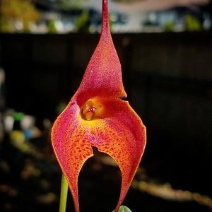 <i>Masdevallia</i> Steve Vance