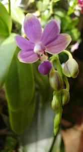 Phalaenopsis Purple Martin