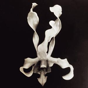 Dendrobium Concham