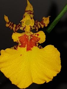 Oncidesa Gower Ramsey