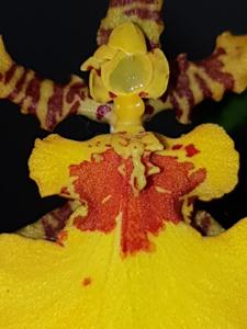 Oncidesa Gower Ramsey