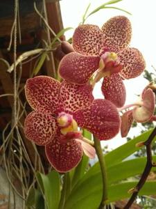 <i>Vanda</i> Kulwadee Fragrance-floresensis