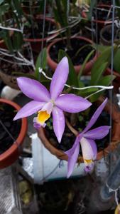 Laeliocattleya Chian-Tzy Ostelove