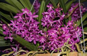 Vanda Cherry Blossom