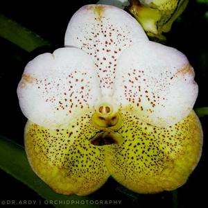 Vanda Boonyarit Diamond