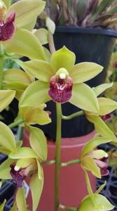 Cymbidium Bayaka Pendant