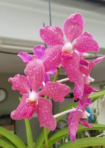 <i>Vanda</i> Pamela Greer