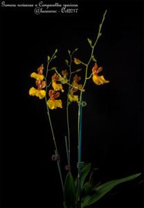 Gomettia Memoria Christa Erdmann