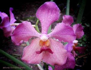 <i>Papilionanda</i> Usha