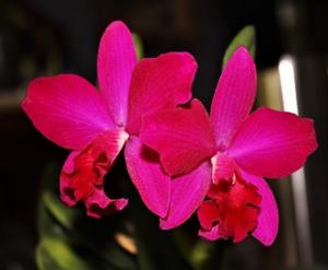 Cattleya Love Castle