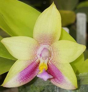 <i>Phalaenopsis</i> Pylo's Dragon Jewel