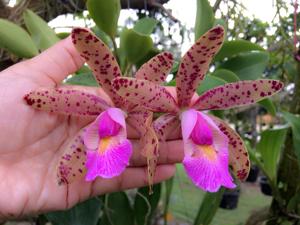 Cattleya Quinquecolor