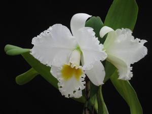 Rhyncholaeliocattleya Full Sail