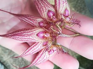 Bulbophyllum Elizabeth Ann