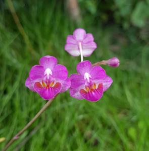 Phalaenopsis San Shia Appendo
