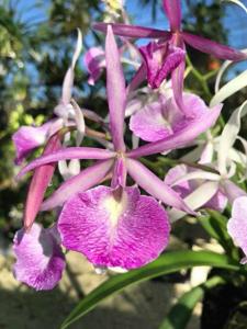 Myrmecavola Rossy Ochoa