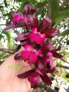 Cattlianthe Sagarik Wax