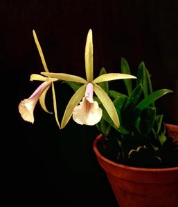 Brassocattleya Chariya
