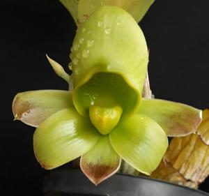 Catasetum Explêndido