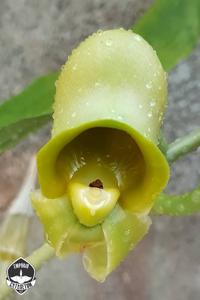 Catasetum Penang