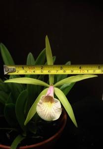 Brassocattleya Chariya