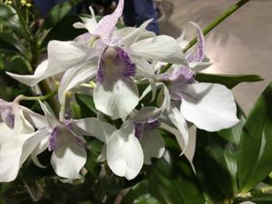 Dendrobium Silver King