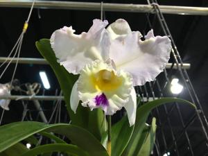 Cattleya Pure Soul