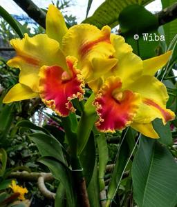 Rhyncholaeliocattleya Amazing Thailand