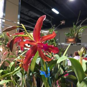 Laeliocatanthe Terrapoto