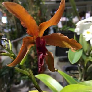 Laeliocatanthe Terrapoto