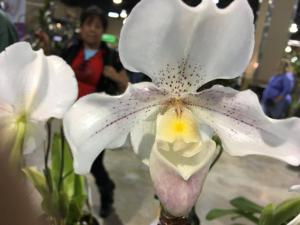 Paphiopedilum Rosy Dawn