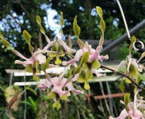Dendrobium Flamee Harijanto