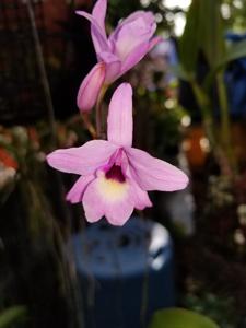 Cattleya rubescens-cernua