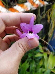 Cattleya rubescens-cernua