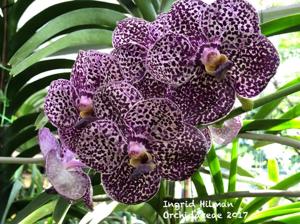 Vanda Kulwadee Fragrance