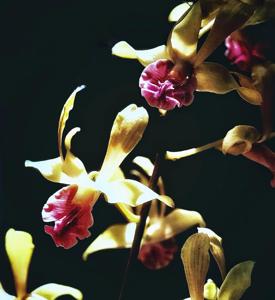 <i>Dendrobium</i> Loke Yuen Peng