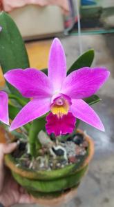 <i>Cattleya</i> Amethyst Star