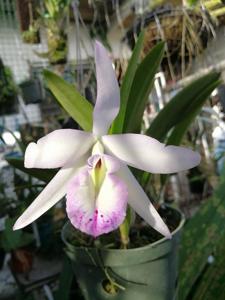 Brassolaeliocattleya Portobelo