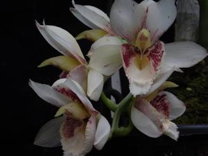 Catasetum Izabella Soares
