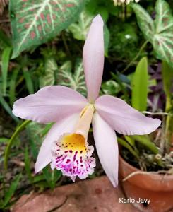 Brassocattleya Patricia Leach Almeida