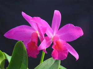 <i>Cattlianthe</i> Aguilino Piche