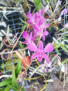 <i>Dendrobium</i> johannis-bigibbumvbigibbum